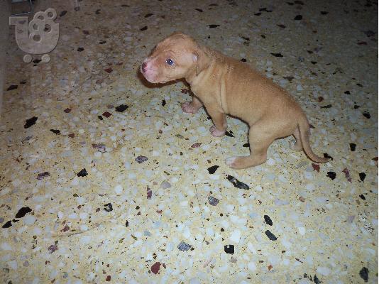 ΠΩΛΟΥΝΤΑΙ PITBULL